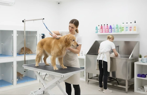 Груминг-салонам для собак и кошек