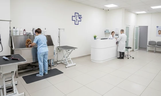 Студиям груминга при ветеринарных клиниках